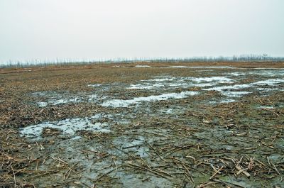 通州区马驹桥镇小杜社村240亩的藕塘地