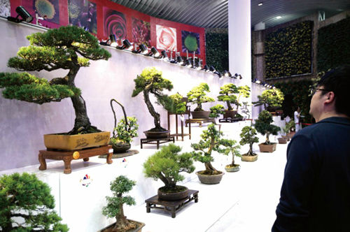 浙江花卉协会的盆景“笑傲苍穹”